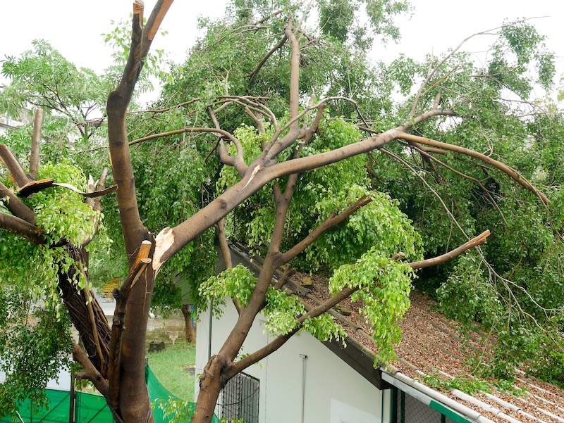 Fallen tree on a home roof after big storm