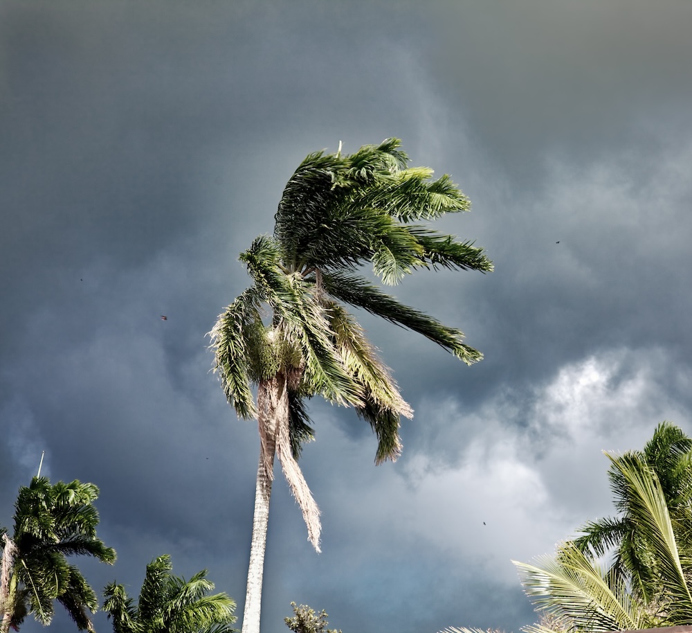 Palm tree whipped by the wind